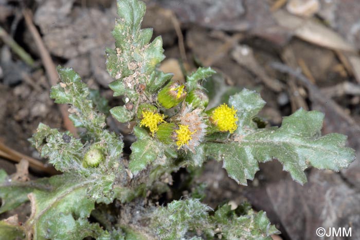 Senecio vulgaris