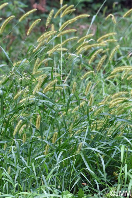 Setaria pumila