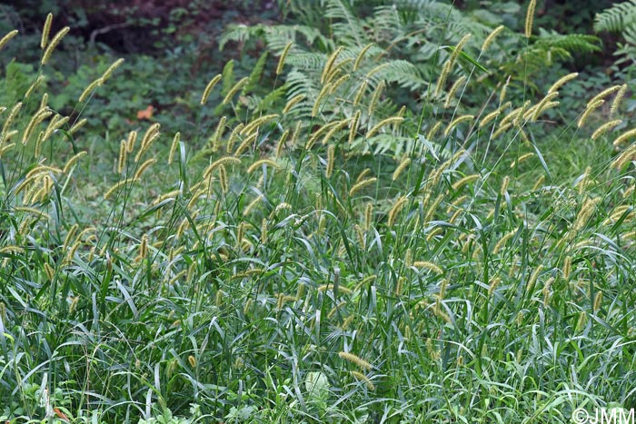 Setaria pumila