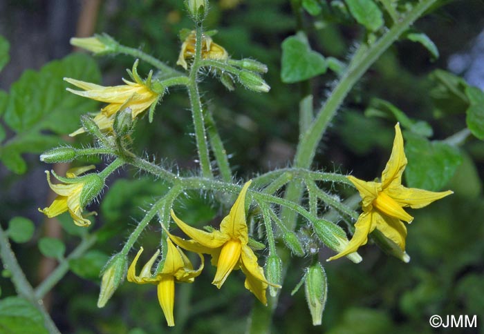 Solanum lycopersicum = Lycopersicon esculentum