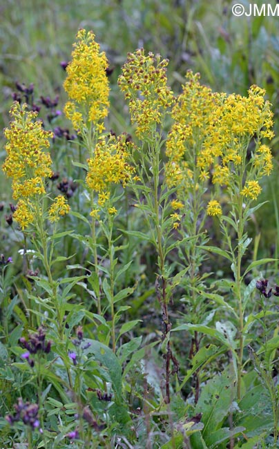 Solidago virgaurea subsp. virgaurea