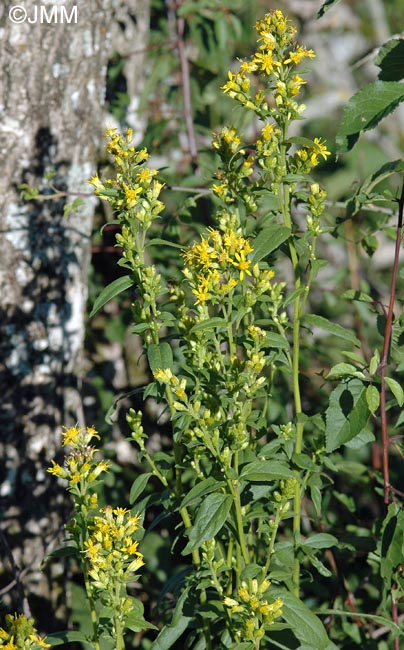 Solidago virgaurea subsp. virgaurea