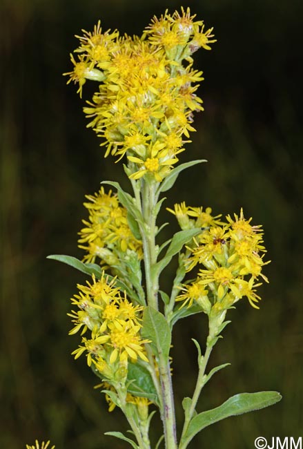 Solidago virgaurea subsp. virgaurea