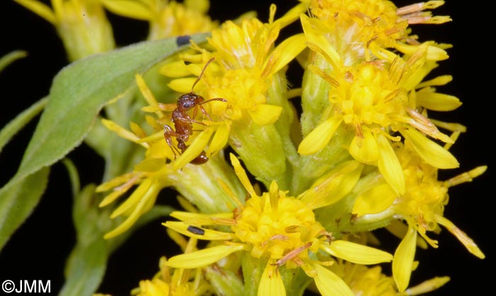 Solidago virgaurea subsp. virgaurea