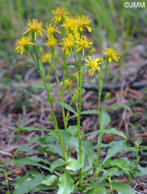 Solidago virgaurea subsp. minuta