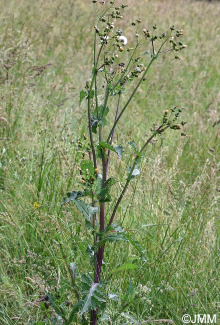 Sonchus asper