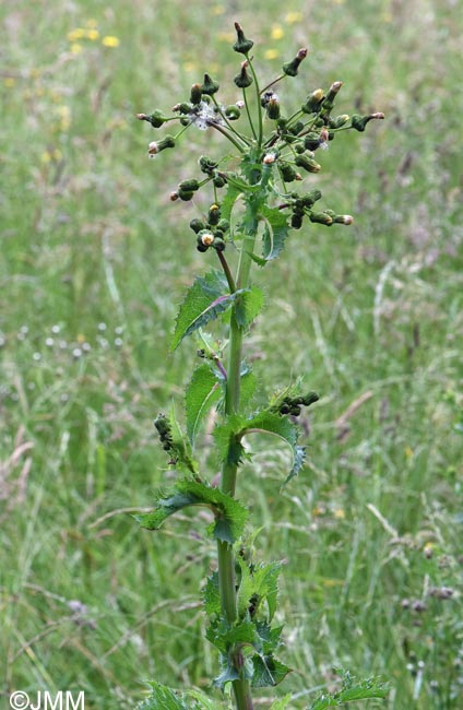 Sonchus asper