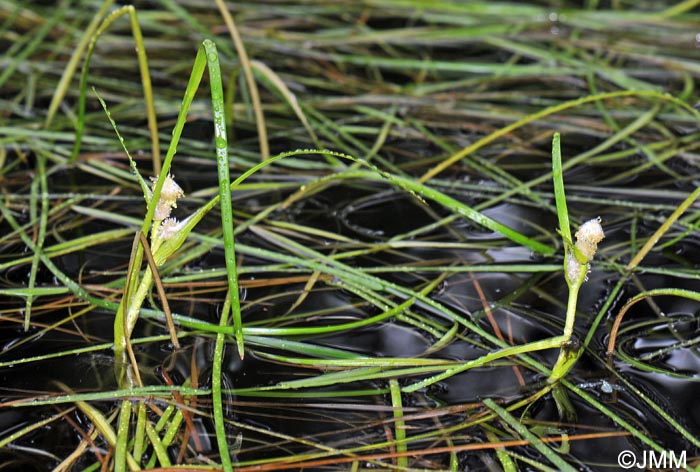 Sparganium angustifolium