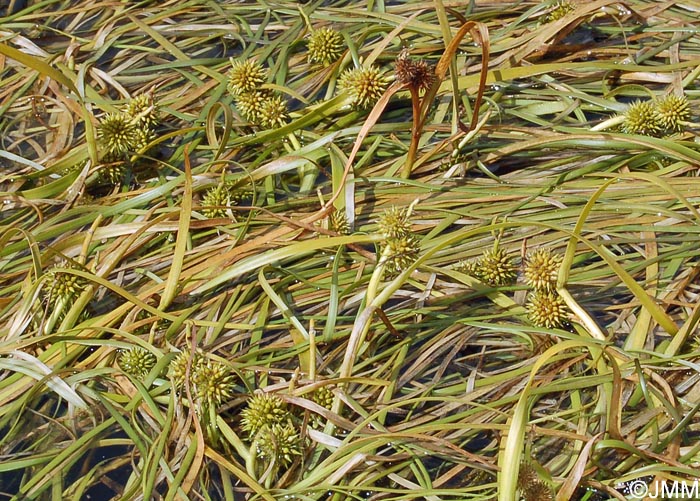 Sparganium angustifolium