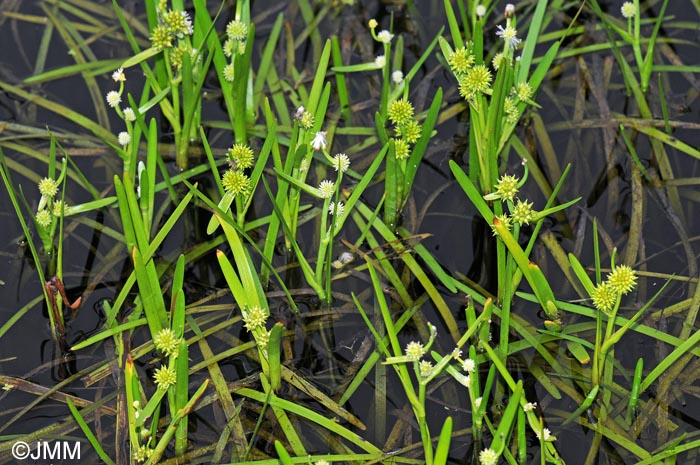 Sparganium emersum