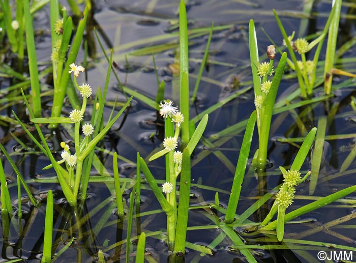 Sparganium emersum