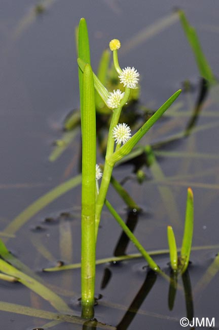 Sparganium emersum