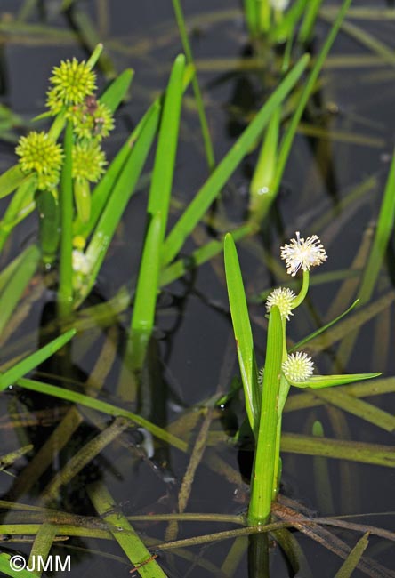 Sparganium emersum