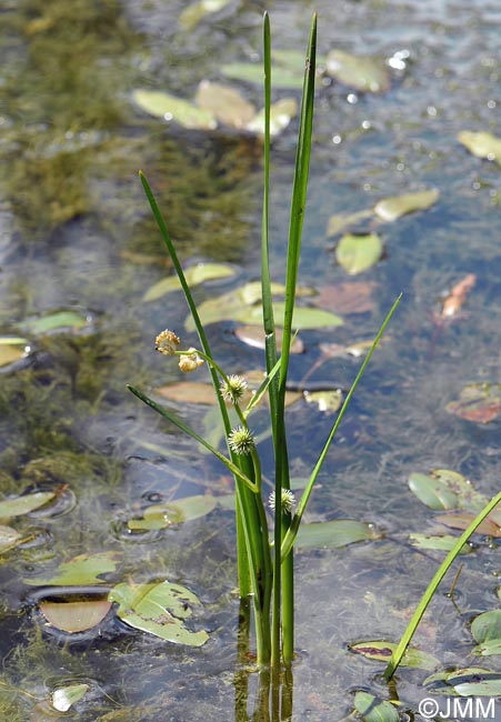 Sparganium emersum