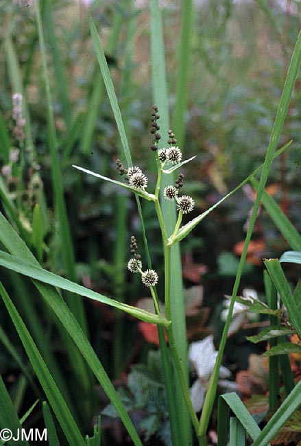 Sparganium erectum