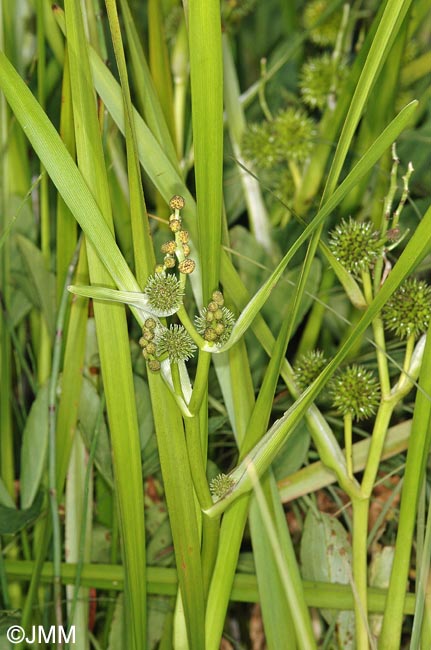 Sparganium erectum