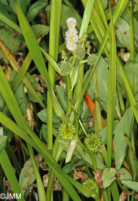Sparganium erectum