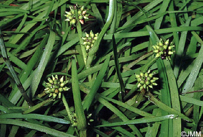 Sparganium natans = Sparganium minimum