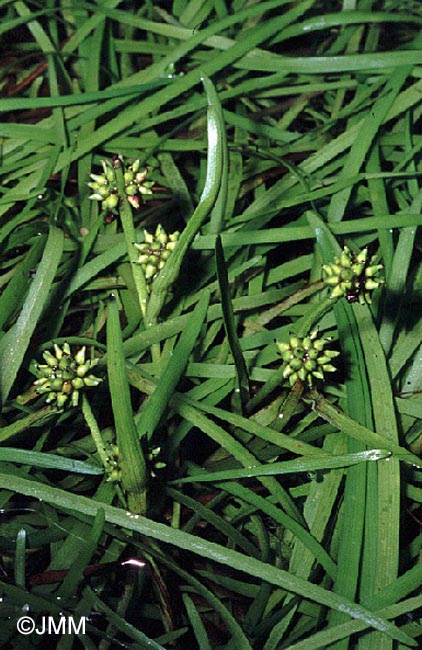 Sparganium natans = Sparganium minimum