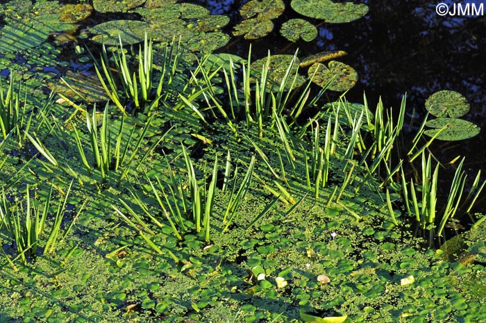 Stratiotes aloides