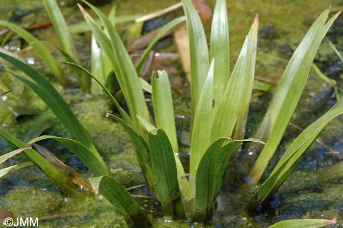 Stratiotes aloides