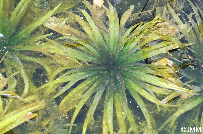 Stratiotes aloides