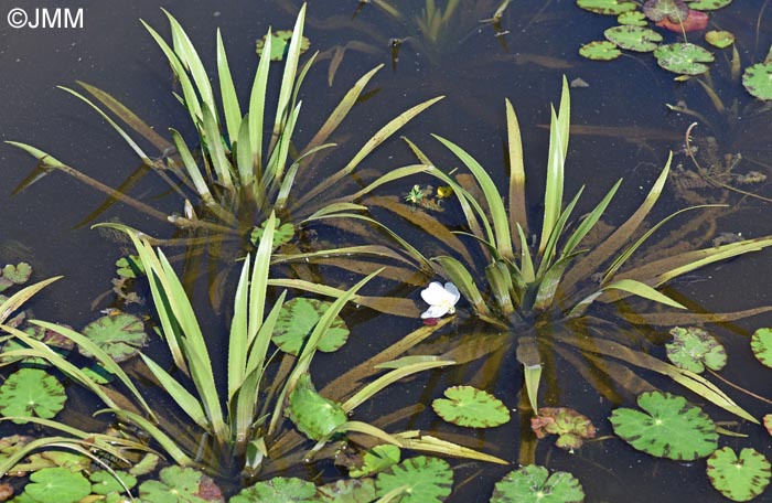 Stratiotes aloides