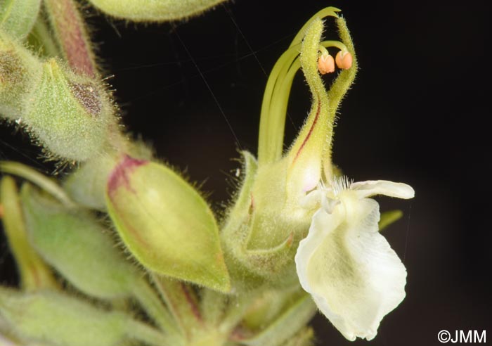 Teucrium flavum