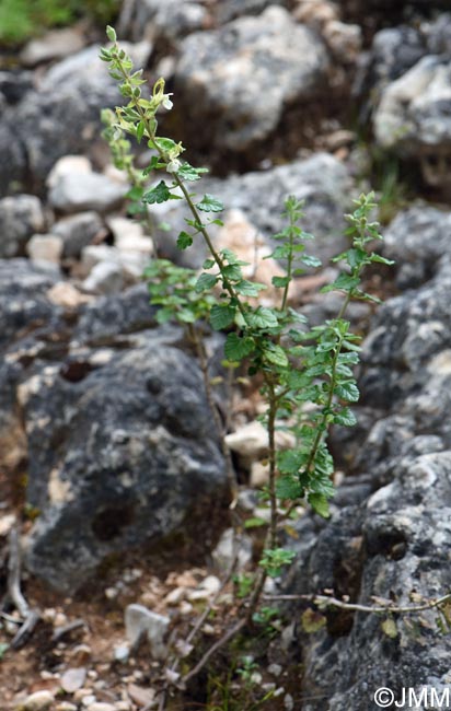 Teucrium flavum