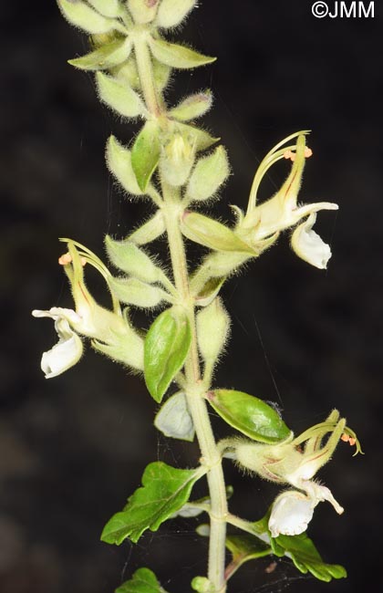 Teucrium flavum