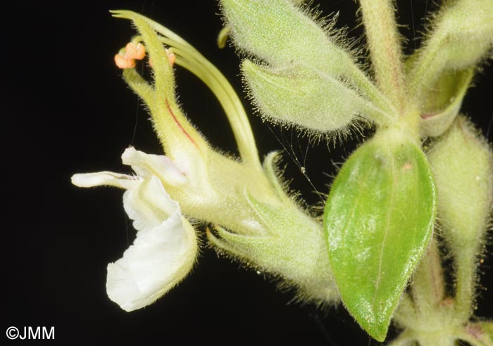 Teucrium flavum