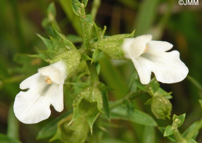 Teucrium spinosum