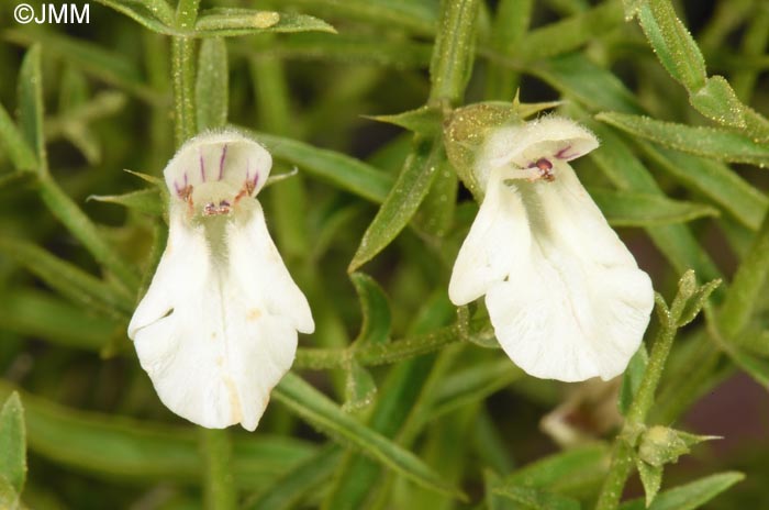 Teucrium spinosum