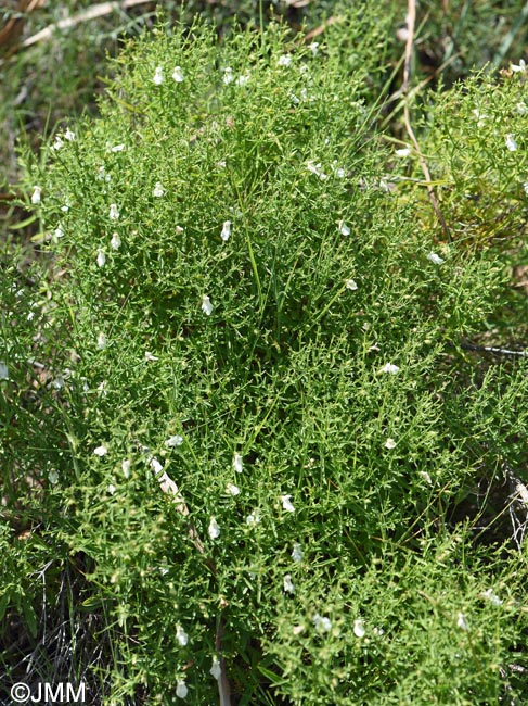 Teucrium spinosum