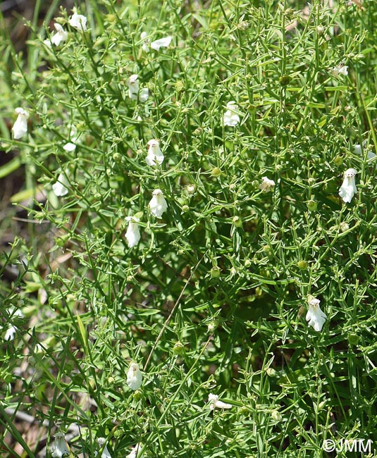 Teucrium spinosum