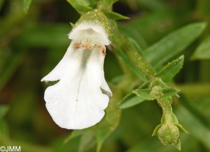 Teucrium spinosum