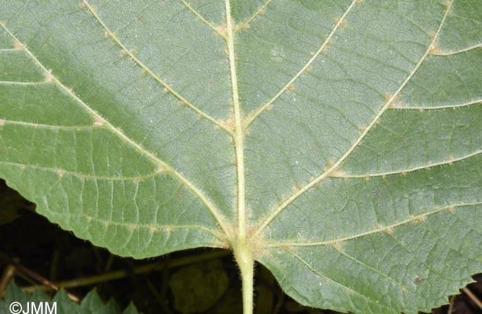 Tilia cordata