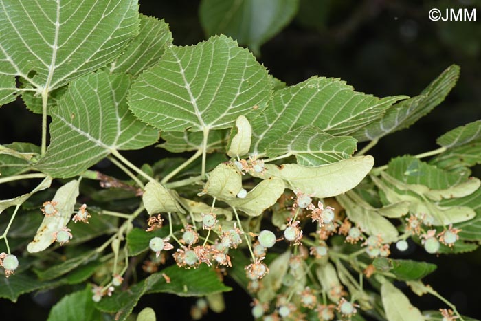 Tilia platyphyllos