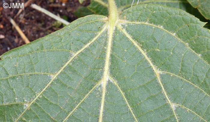 Tilia platyphyllos