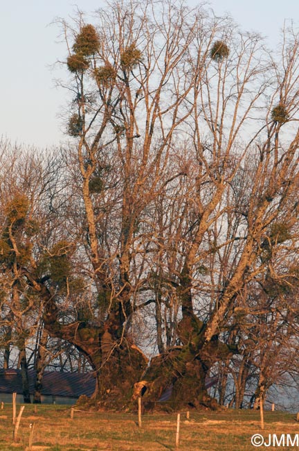Tilia platyphyllos