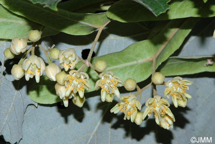 Tilia tomentosa