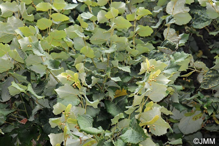 Tilia tomentosa