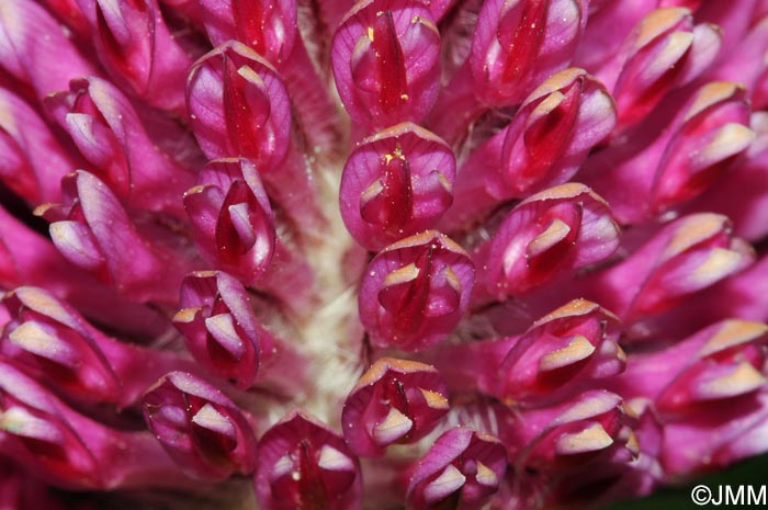 Trifolium alpestre