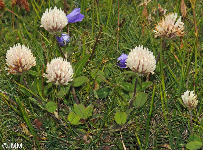 Trifolium pratense subsp. nivale = Trifolium pratense var. villosum
