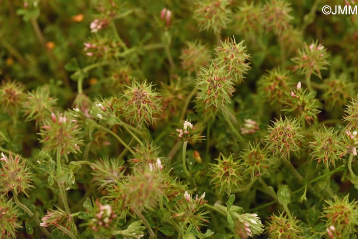 Trifolium stellatum