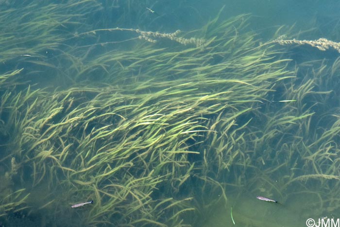 Vallisneria spiralis