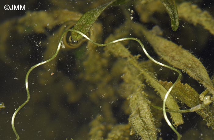 Vallisneria spiralis