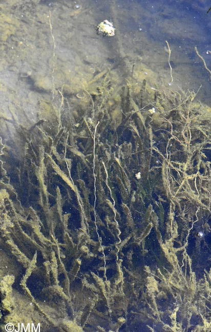 Vallisneria spiralis