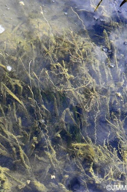 Vallisneria spiralis