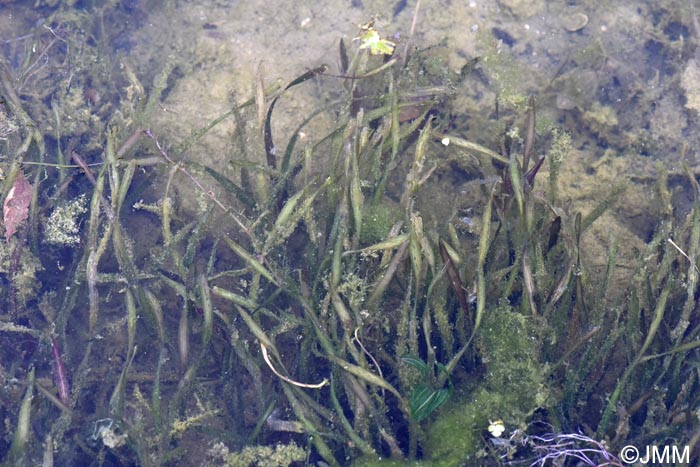 Vallisneria spiralis